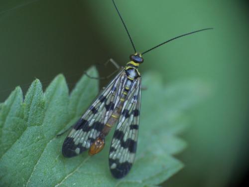 Panorpa vulgaris